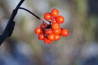 Последний дар