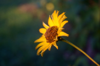 Последний цветок