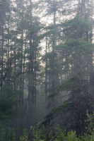 таинственный лес