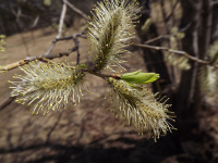 Скорей бы весна