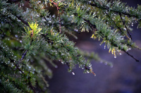 Утренняя роса