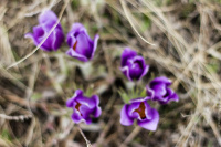 Первоцвет в импрессионизме