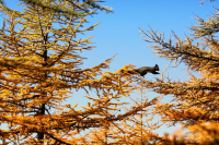 Летящей походкой...