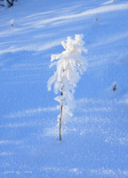 Иллюзия защиты