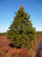 Красоты осени