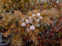 можжевельник