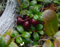 **брусничка**