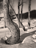 Здесь застыла в испуге природа сама...