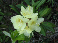 рододендрон