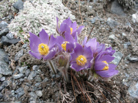 подснежник