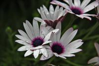 другзадужку