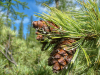 Крупны мои шишки!