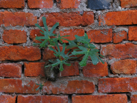 о превратностях судьбы