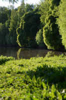 Зелень по вкусу