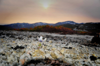 ЦвеТок нА КаМНях