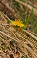 мне бы в небо