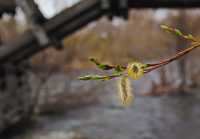 Как будто дышит ветка ...