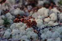 шишки на белом