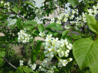 Лето все-таки и до нас добралось! Черёмуха в цвету.