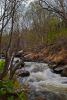 Холодный поток лесного ручья ...