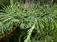 Капельки дождя