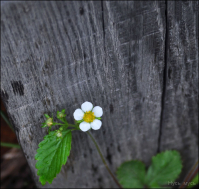 жизнь подзаборная :)