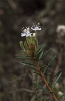 Очень скромные цветы  но такие милые...