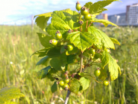 смородинка,зененая иШо