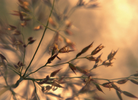 Лето на просвет