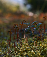 Стебель жизни очень тонок, не губи его шаля…