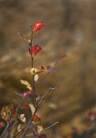Пригласит осенний лист, и на танго, и на твист…
