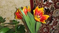 тюльпаны