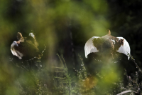 полет над гнездом