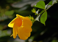 Цветы, словно звезды, небесною кистью раскрашены ярко ...