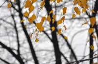 последний день осени