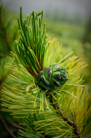 Зеленая Зелень