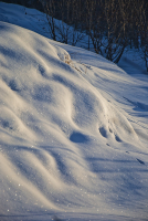 Тихо вечерние тени в синих ложатся снегах…