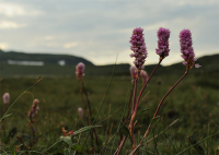 Растет цветок в глуши нетронутой, прохладен, хрупок и душист…