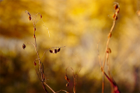 Я краски осени, возьму с собой в метели белые...