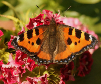 Скоро лето!