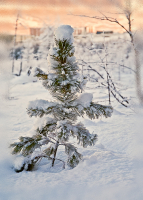 Разукрасилась зима ...