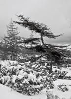 Зимний минор ...