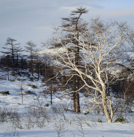 Белая береза за моим окном...