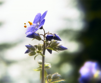 Герань луговая