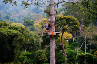 полёты среди деревьев
