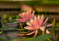 Цветы ...как совершенны и просты ...