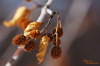 Колымские "шишки"