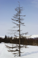 Одинокое деревце лыжников встречает