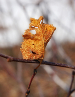 Парус несбывшейся мечты