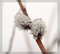 Плененные зимы нарядом, обледенели в хрустале...